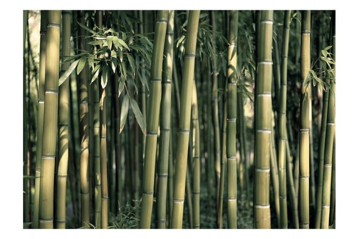 Valokuvatapetti Bamboo Exotic 350x245 - Artgeist sp. z o. o. - Sisustustuotteet - Seinäkoristeet - Tapetit - Valokuvatapetit