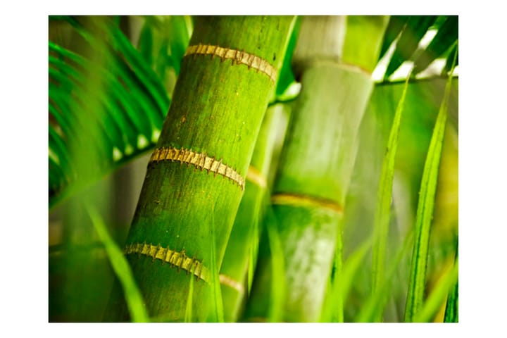 Valokuvatapetti Bambu Yksityiskohta 200x154 - Artgeist sp. z o. o. - Sisustustuotteet - Seinäkoristeet - Tapetit - Valokuvatapetit