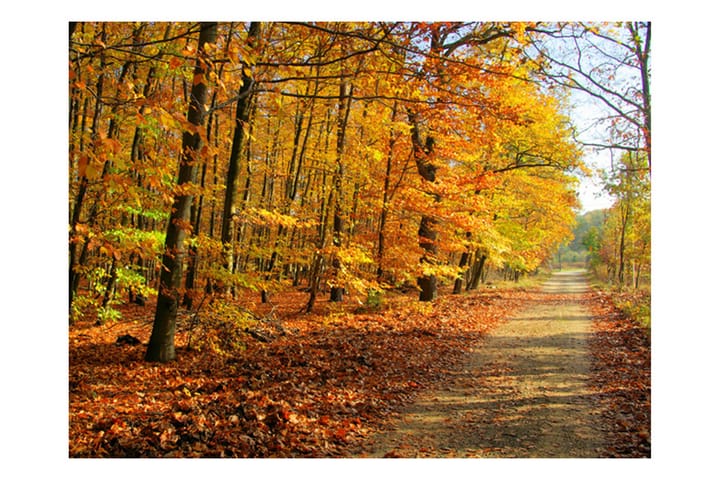 Valokuvatapetti Beech Forest 200x154 - Artgeist sp. z o. o. - Sisustustuotteet - Seinäkoristeet - Tapetit - Valokuvatapetit