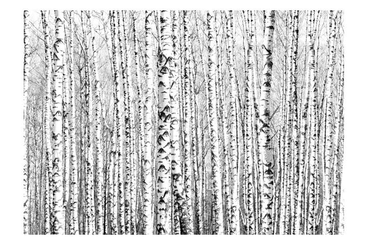 Valokuvatapetti Birch Forest 200x140 - Artgeist sp. z o. o. - Sisustustuotteet - Seinäkoristeet - Tapetit - Valokuvatapetit