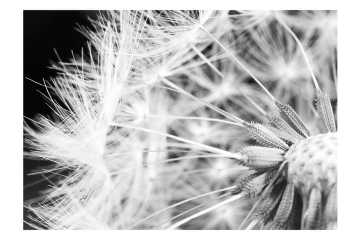 Valokuvatapetti Black And White Dandelion 150x105 - Artgeist sp. z o. o. - Sisustustuotteet - Seinäkoristeet - Tapetit - Valokuvatapetit