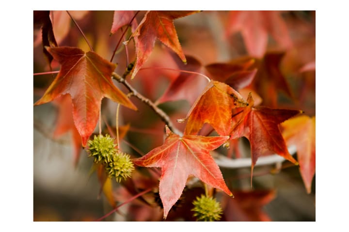 Valokuvatapetti Chestnut 200x154 - Artgeist sp. z o. o. - Sisustustuotteet - Seinäkoristeet - Tapetit - Valokuvatapetit