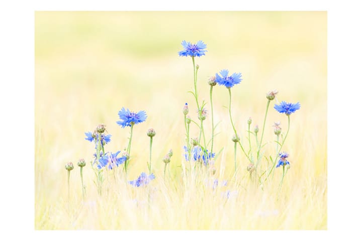 Valokuvatapetti Cornflowers 200x154 - Artgeist sp. z o. o. - Sisustustuotteet - Seinäkoristeet - Tapetit - Valokuvatapetit