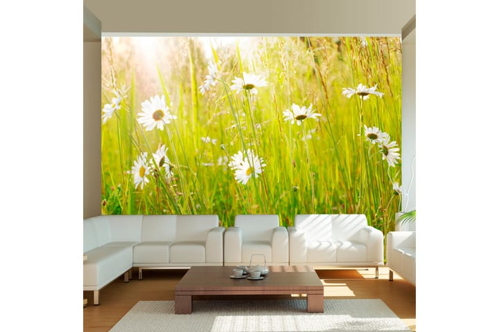 Valokuvatapetti Daisy Field 200x154 - Artgeist sp. z o. o. - Sisustustuotteet - Seinäkoristeet - Tapetit - Valokuvatapetit