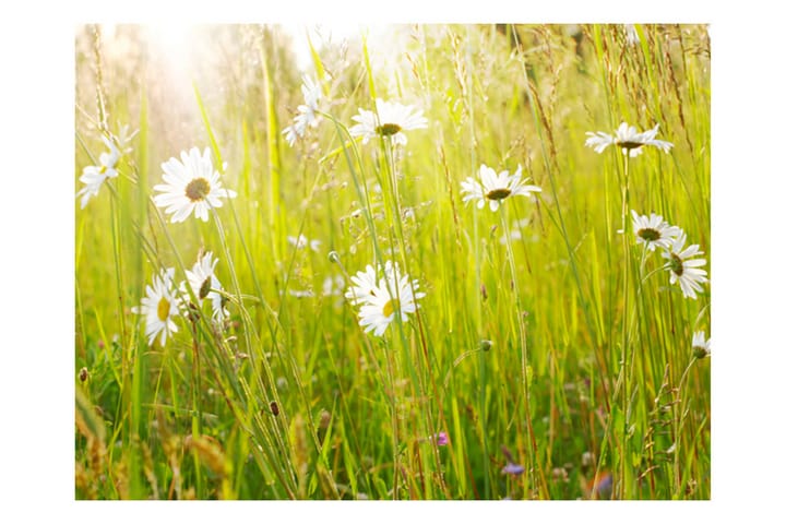 Valokuvatapetti Daisy Field 200x154 - Artgeist sp. z o. o. - Sisustustuotteet - Seinäkoristeet - Tapetit - Valokuvatapetit