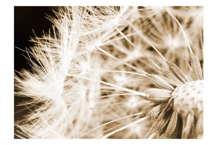 Valokuvatapetti Dandelion Sepia 100x70 - Artgeist sp. z o. o. - Sisustustuotteet - Seinäkoristeet - Tapetit - Valokuvatapetit