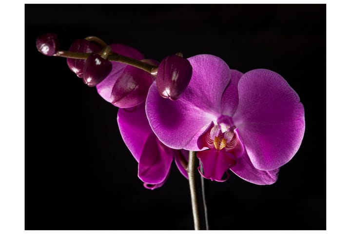 Valokuvatapetti Elegant Orchids 350x270 - Artgeist sp. z o. o. - Sisustustuotteet - Seinäkoristeet - Tapetit - Valokuvatapetit