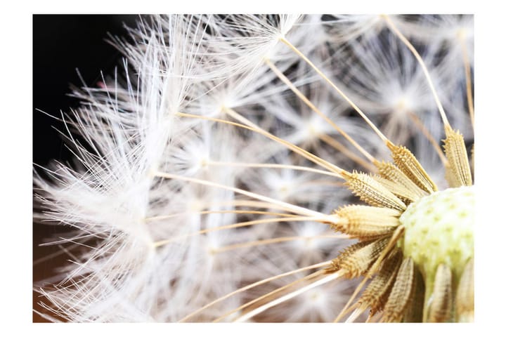 Valokuvatapetti Fluffy Dandelion 200x140 - Artgeist sp. z o. o. - Sisustustuotteet - Seinäkoristeet - Tapetit - Valokuvatapetit