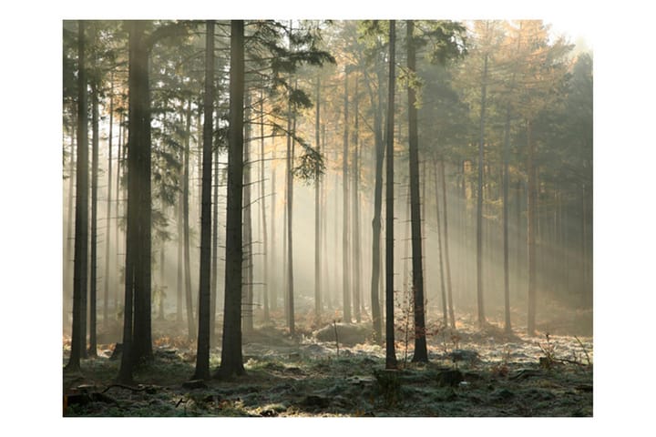 Valokuvatapetti Foggy November Morning 200x154 - Artgeist sp. z o. o. - Sisustustuotteet - Seinäkoristeet - Tapetit - Valokuvatapetit