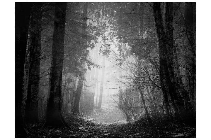 Valokuvatapetti Forest Of Shadows 250x193 - Artgeist sp. z o. o. - Sisustustuotteet - Seinäkoristeet - Tapetit - Valokuvatapetit