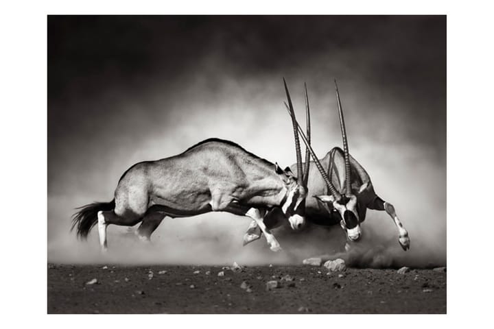 Valokuvatapetti Gemsbok Fight 250x193 - Artgeist sp. z o. o. - Sisustustuotteet - Seinäkoristeet - Tapetit - Valokuvatapetit