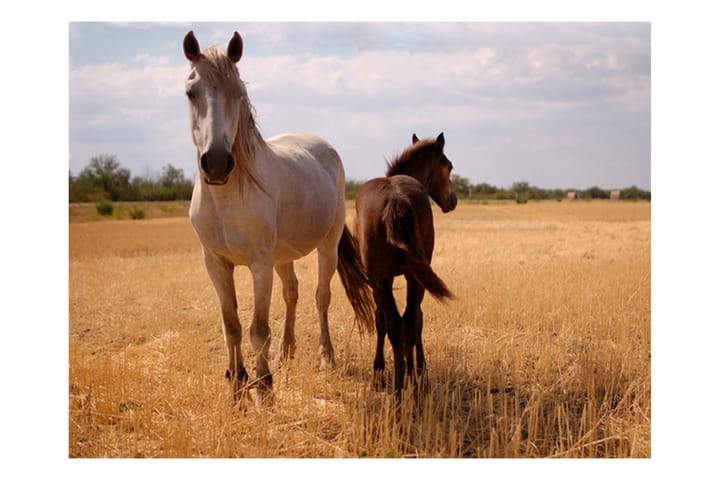 Valokuvatapetti Horse And Foal 200x154 - Artgeist sp. z o. o. - Sisustustuotteet - Seinäkoristeet - Tapetit - Valokuvatapetit