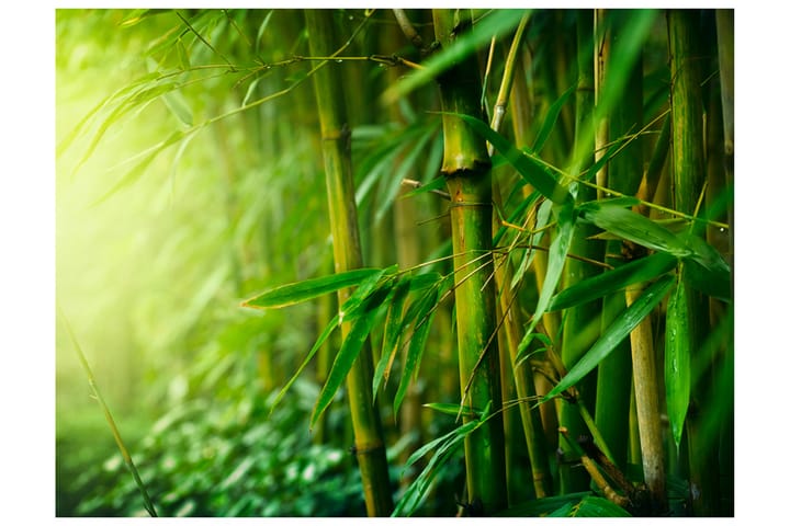 Valokuvatapetti Jungle Bamboo 200x154 - Artgeist sp. z o. o. - Sisustustuotteet - Seinäkoristeet - Tapetit - Valokuvatapetit