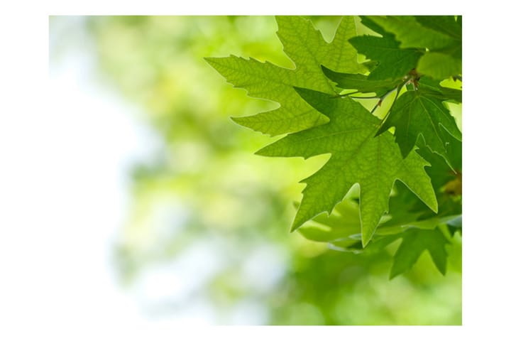 Valokuvatapetti Leaf Shallow Focus 250x193 - Artgeist sp. z o. o. - Sisustustuotteet - Seinäkoristeet - Tapetit - Valokuvatapetit