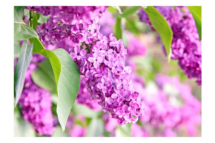 Valokuvatapetti Lilac Flowers 100x70 - Artgeist sp. z o. o. - Sisustustuotteet - Seinäkoristeet - Tapetit - Valokuvatapetit