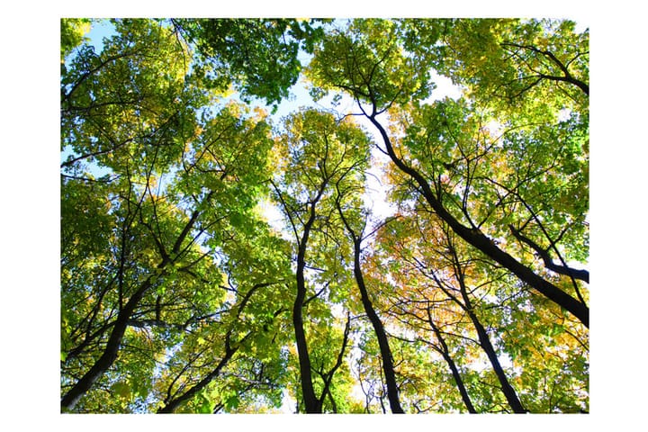 Valokuvatapetti Looking Up At The Trees 200x154 - Artgeist sp. z o. o. - Sisustustuotteet - Seinäkoristeet - Tapetit - Valokuvatapetit