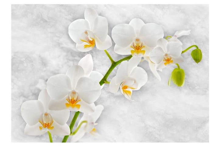 Valokuvatapetti Lyrical Orchid White 150x105 - Artgeist sp. z o. o. - Sisustustuotteet - Seinäkoristeet - Tapetit - Valokuvatapetit