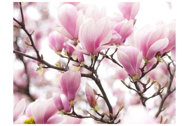 Valokuvatapetti Magnolia Bloosom 350x270 - Artgeist sp. z o. o. - Sisustustuotteet - Seinäkoristeet - Tapetit - Valokuvatapetit