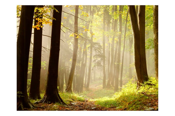 Valokuvatapetti Mysterious Forest Path 400x309 - Artgeist sp. z o. o. - Sisustustuotteet - Seinäkoristeet - Tapetit - Valokuvatapetit