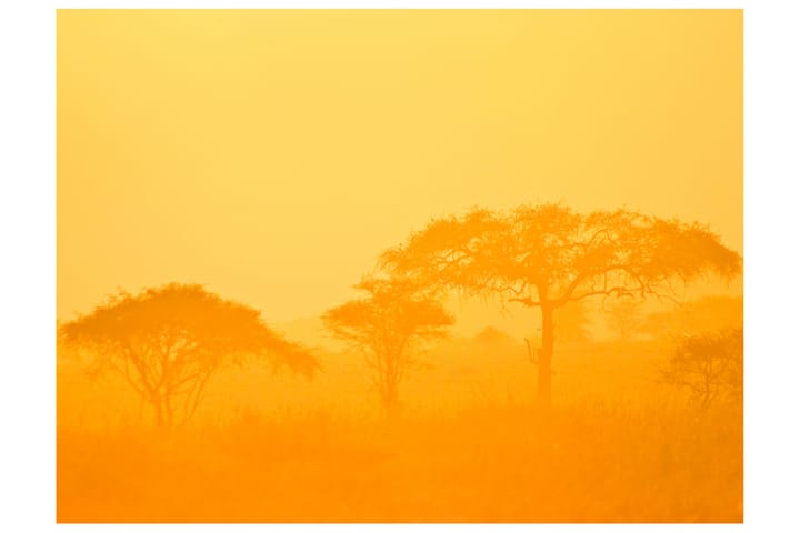 Valokuvatapetti Orange Savanna 350x270 - Artgeist sp. z o. o. - Sisustustuotteet - Seinäkoristeet - Tapetit - Valokuvatapetit