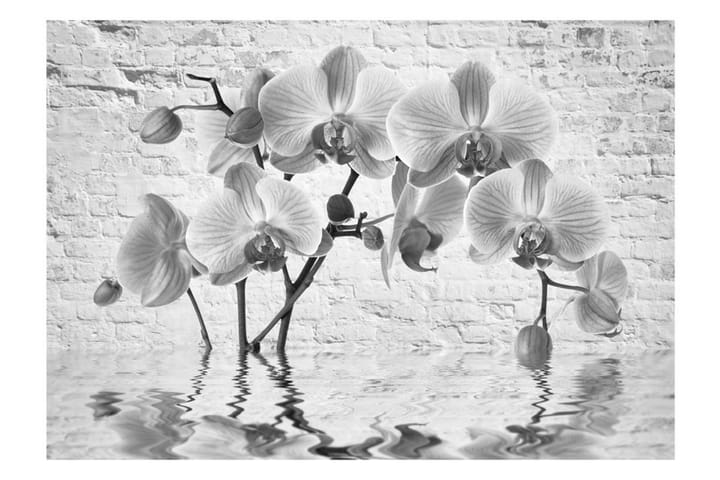 Valokuvatapetti Orchid In Shades Of Gray 100x70 - Artgeist sp. z o. o. - Sisustustuotteet - Seinäkoristeet - Tapetit - Valokuvatapetit