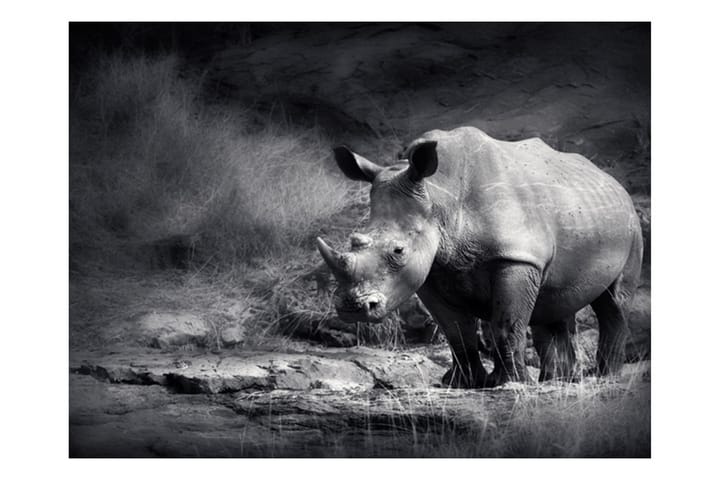 Valokuvatapetti Rhino Lost Dreams 250x193 - Artgeist sp. z o. o. - Sisustustuotteet - Seinäkoristeet - Tapetit - Valokuvatapetit