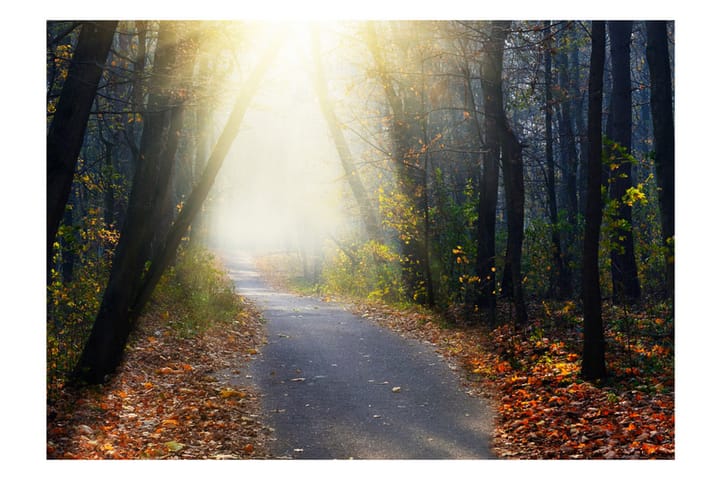 Valokuvatapetti Road Through The Forest 400x280 - Artgeist sp. z o. o. - Sisustustuotteet - Seinäkoristeet - Tapetit - Valokuvatapetit