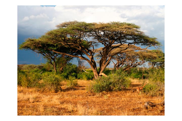 Valokuvatapetti Samburu National Reserve Kenya 300x231 - Artgeist sp. z o. o. - Sisustustuotteet - Seinäkoristeet - Tapetit - Valokuvatapetit