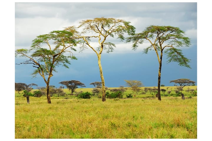 Valokuvatapetti Savanna Trees 200x154 - Artgeist sp. z o. o. - Sisustustuotteet - Seinäkoristeet - Tapetit - Valokuvatapetit