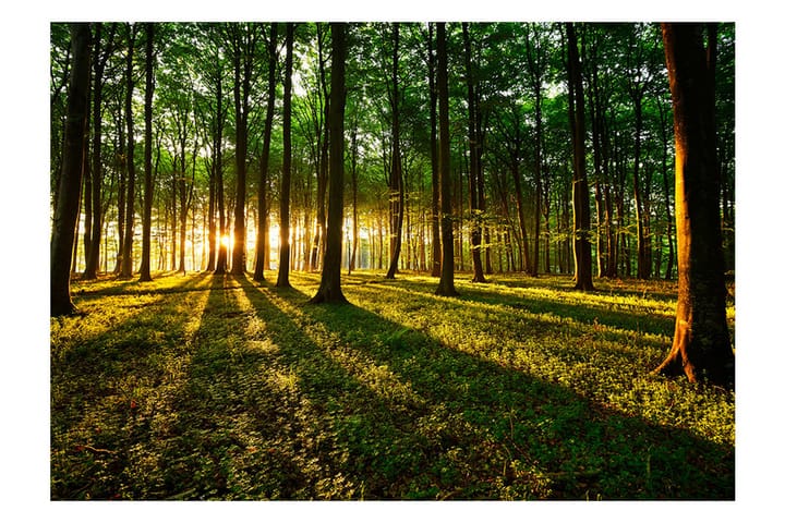 Valokuvatapetti Spring Morning In The Forest 350x245 - Artgeist sp. z o. o. - Sisustustuotteet - Seinäkoristeet - Tapetit - Valokuvatapetit