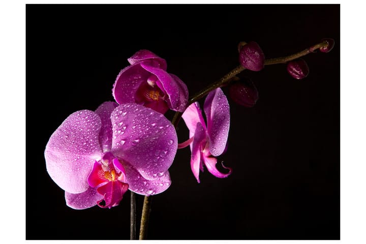 Valokuvatapetti Stylish Orchids 200x154 - Artgeist sp. z o. o. - Sisustustuotteet - Seinäkoristeet - Tapetit - Valokuvatapetit