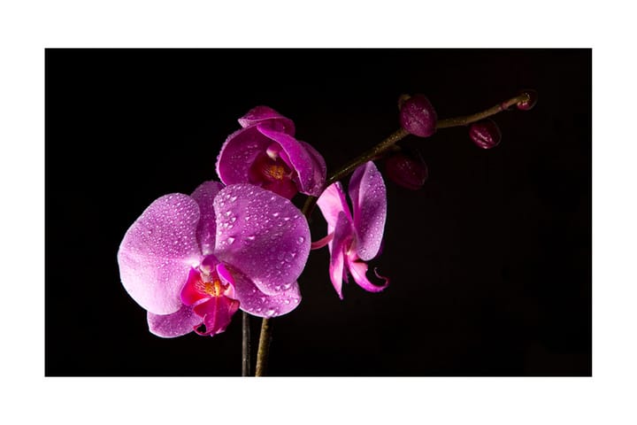 Valokuvatapetti Stylish Orchids 450x270 - Artgeist sp. z o. o. - Sisustustuotteet - Seinäkoristeet - Tapetit - Valokuvatapetit