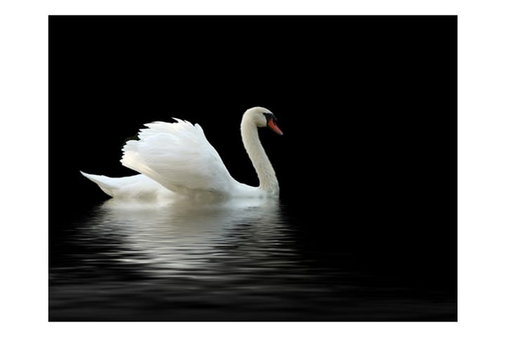 Valokuvatapetti swan Musta ja valkoinen 350x270 - Artgeist sp. z o. o. - Sisustustuotteet - Seinäkoristeet - Tapetit - Valokuvatapetit