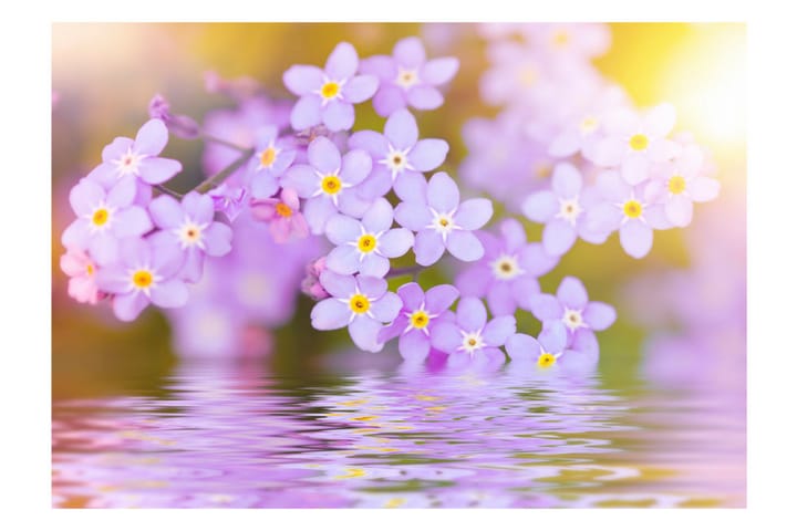 Valokuvatapetti Violet Petals In Bloom 150x105 - Artgeist sp. z o. o. - Sisustustuotteet - Seinäkoristeet - Tapetit - Valokuvatapetit