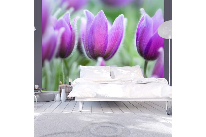 Valokuvatapetti Violetti Kevät Tulppaanit 250x193 - Artgeist sp. z o. o. - Sisustustuotteet - Seinäkoristeet - Tapetit - Valokuvatapetit