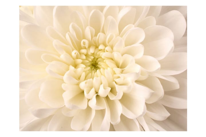 Valokuvatapetti White Dahlia 400x309 - Artgeist sp. z o. o. - Sisustustuotteet - Seinäkoristeet - Tapetit - Valokuvatapetit