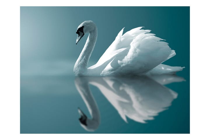 Valokuvatapetti White swan 350x270 - Artgeist sp. z o. o. - Sisustustuotteet - Seinäkoristeet - Tapetit - Valokuvatapetit