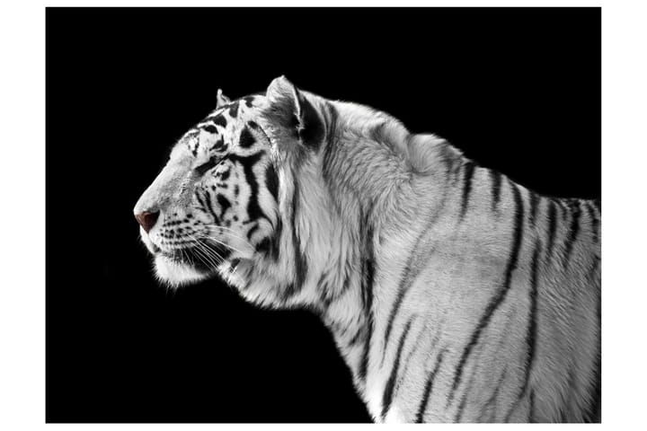 Valokuvatapetti White Tiger 400x309 - Artgeist sp. z o. o. - Sisustustuotteet - Seinäkoristeet - Tapetit - Valokuvatapetit