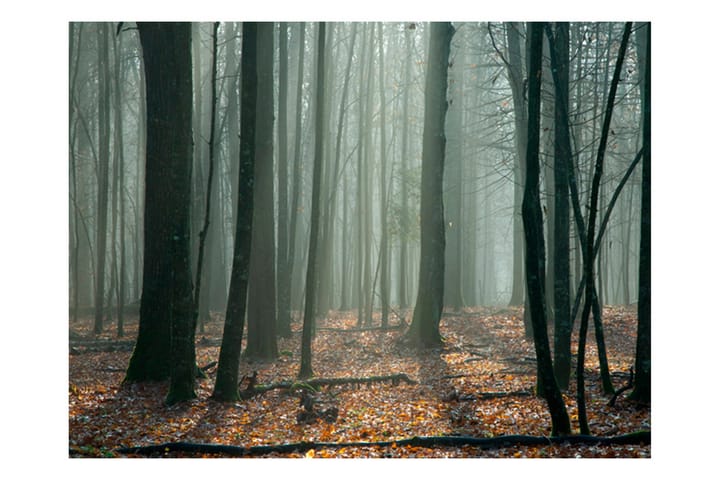 Valokuvatapetti Witches' Forest 400x309 - Artgeist sp. z o. o. - Sisustustuotteet - Seinäkoristeet - Tapetit - Valokuvatapetit