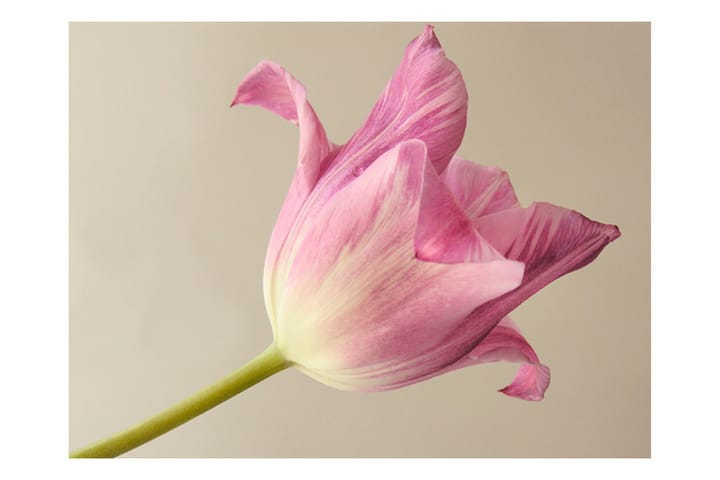 Valokuvatapetti Pink Tulip 350x270 - Artgeist sp. z o. o. - Sisustustuotteet - Seinäkoristeet - Tapetit - Valokuvatapetit