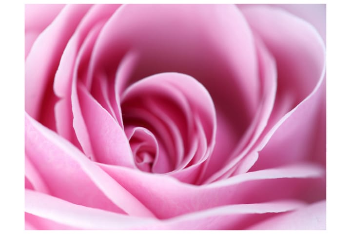 Valokuvatapetti Pink Rose 250x193 - Artgeist sp. z o. o. - Sisustustuotteet - Seinäkoristeet - Tapetit - Valokuvatapetit