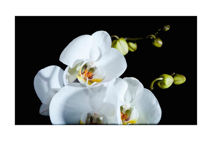 Valokuvatapetti Phalaenopsis 450x270 - Artgeist sp. z o. o. - Sisustustuotteet - Seinäkoristeet - Tapetit - Valokuvatapetit