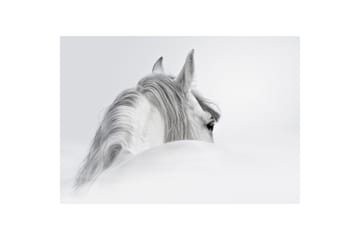 Canvastaulu Hevonen Valkoinen 75x100 cm