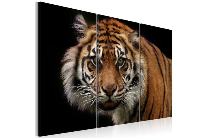 Taulu A Wild Tiger 120x80 - Artgeist sp. z o. o. - Sisustustuotteet - Taulu & taide - Canvas-taulu