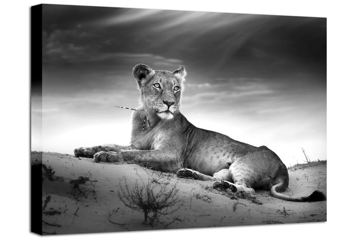 Taulu Canvas Lioness - 75x100 - Sisustustuotteet - Taulu & taide - Canvas-taulu