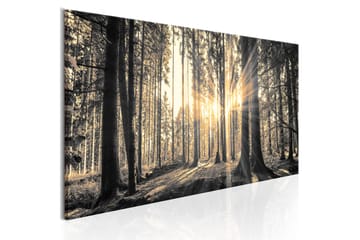 Taulu Forest Sun 120x40