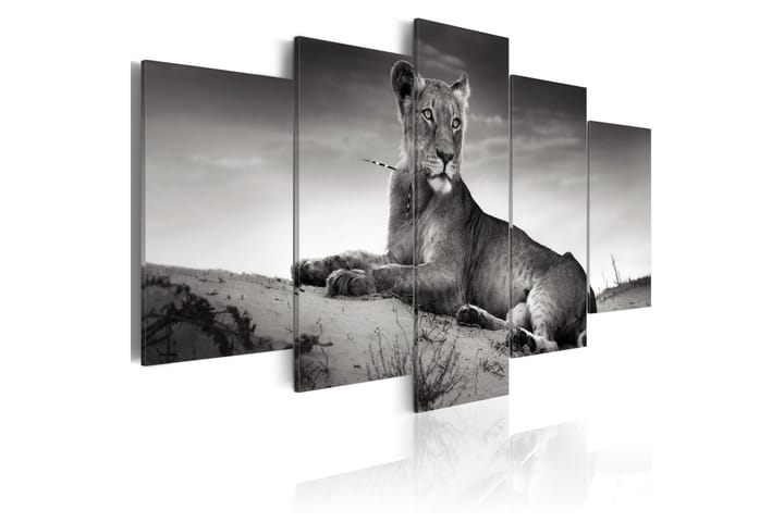 Taulu Lioness In A Desert 100x50 - Artgeist sp. z o. o. - Sisustustuotteet - Taulu & taide - Canvas-taulu