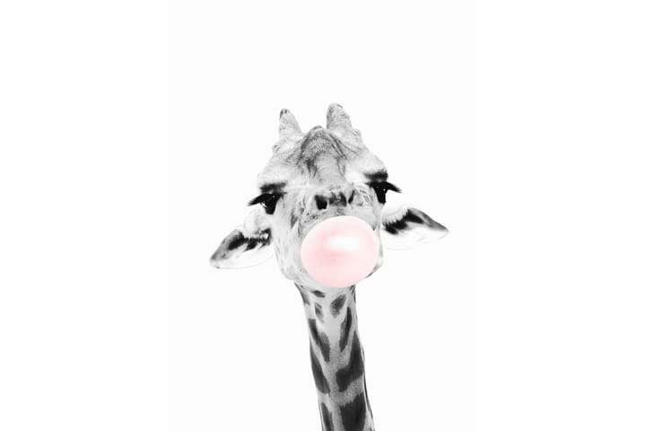 Giraffe Pink Bubblegum Kuvitius Valkoinen/Harmaa/ Vaaleanpun - 50x70 cm - Eläin juliste - Piirros juliste - Lastenhuoneen julisteet - Valokuva juliste - Juliste