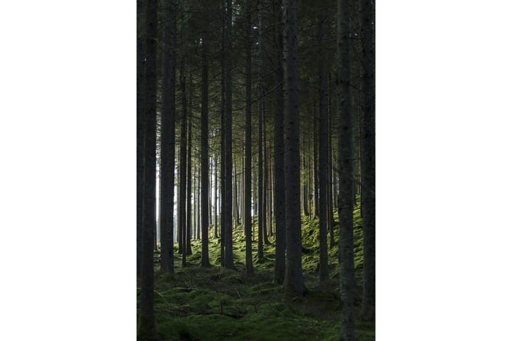 Juliste Woods 70x100 cm - Musta/Vihreä - Sisustustuotteet - Taulu & taide - Juliste