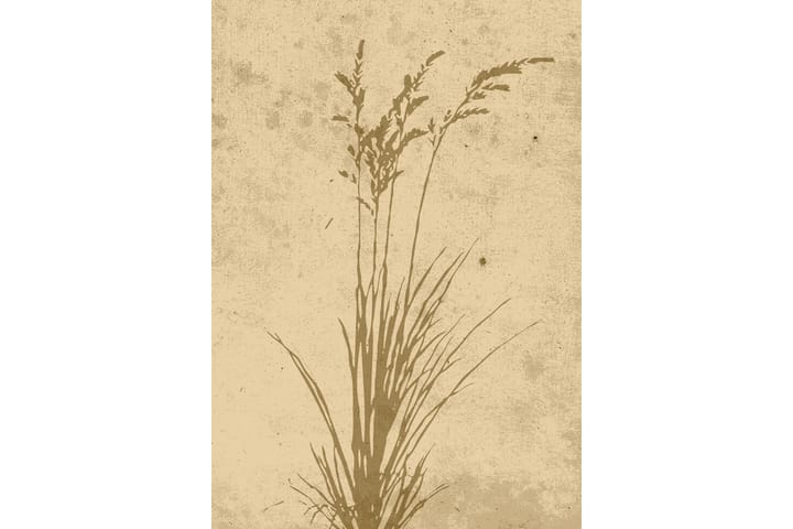 Juliste Plant art 21x30 cm - Beige - Sisustustuotteet - Taulu & taide - Juliste